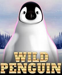 Wild Penguin